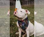 Small #2 American Pit Bull Terrier Mix