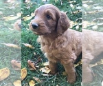 Small Photo #11 Goldendoodle Puppy For Sale in HARRISONBURG, VA, USA
