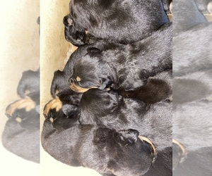 Rottweiler Puppy for sale in WAVERLY, OH, USA