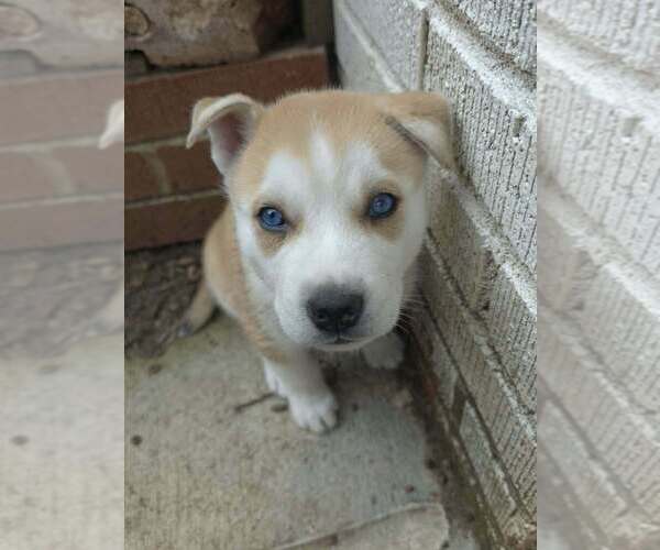 Medium Photo #4 Siberian Husky-Unknown Mix Puppy For Sale in Raleigh, NC, USA