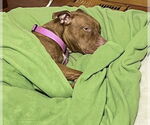 Small #3 Bullboxer Pit