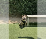 Small Photo #1 French Bulldog Puppy For Sale in LOS ANGELES, CA, USA