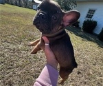 Small Photo #9 French Bulldog Puppy For Sale in MAYO, FL, USA