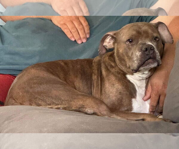 Medium Photo #10 Boxer-Unknown Mix Puppy For Sale in Germantown, OH, USA