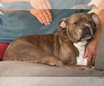 Small #9 Boxer Mix