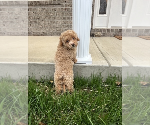 Medium Photo #2 Poodle (Miniature) Puppy For Sale in PARAGON, IN, USA