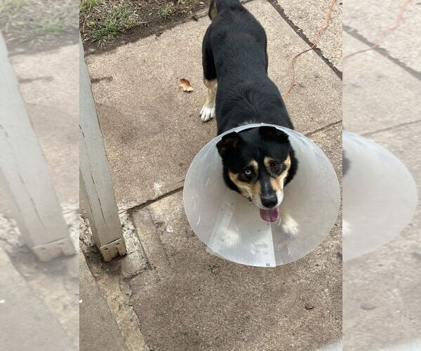 Medium Photo #2 Siberian Husky-Unknown Mix Puppy For Sale in Pittstown, NJ, USA