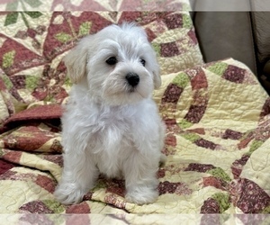 Harlequin Pinscher Puppy for sale in CASSVILLE, MO, USA