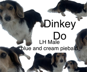 Father of the Dachshund puppies born on 06/06/2025