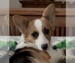 Small Photo #2 Pembroke Welsh Corgi Puppy For Sale in St. Louis Park, MN, USA