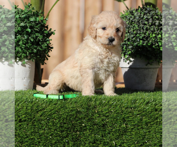 Medium Photo #1 Goldendoodle Puppy For Sale in VICTORVILLE, CA, USA