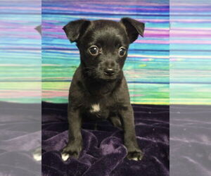 Chihuahua-Unknown Mix Dogs for adoption in Lakewood, CO, USA