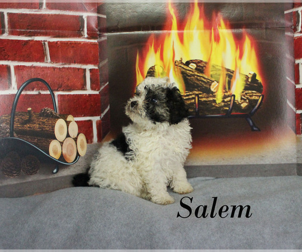 Medium Photo #17 Poodle (Toy) Puppy For Sale in CHANUTE, KS, USA