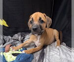 Small #4 Labrador Retriever Mix