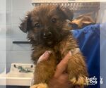 Small Mutt