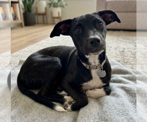 Chipin Dogs for adoption in Grovertown, IN, USA