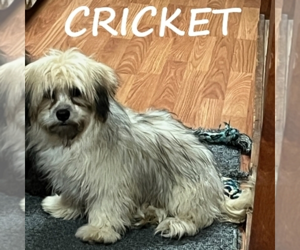 Medium Photo #2 Shih-Poo Puppy For Sale in HARTLAND, MN, USA