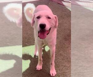 Great Pyrenees Dogs for adoption in Sacramento, CA, USA