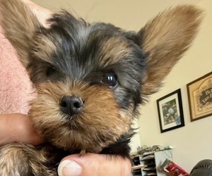 Medium Yorkshire Terrier