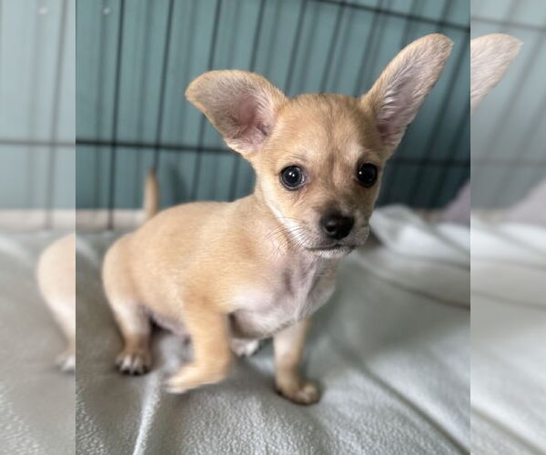 Medium Photo #3 Chihuahua-Unknown Mix Puppy For Sale in Plainfield, IL, USA
