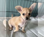 Small #2 Chihuahua Mix