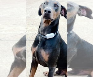 Father of the Doberman Pinscher puppies born on 09/10/2025