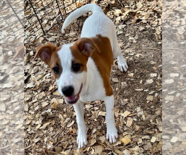 Medium Photo #4 Labrador Retriever-Unknown Mix Puppy For Sale in Oak Bluffs, MA, USA