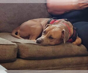 American Pit Bull Terrier-Unknown Mix Dogs for adoption in Oakhurst, NJ, USA