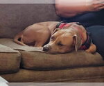 Small American Pit Bull Terrier Mix