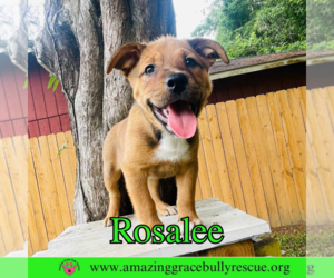 Rosalee - Female Chow Chow-Unknown Mix Dog for Adoption - Photo #24