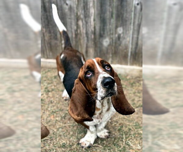Medium Photo #7 Basset Hound Puppy For Sale in Deepwater, NJ, USA