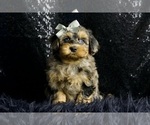 Small Photo #56 Morkie Puppy For Sale in WARSAW, IN, USA