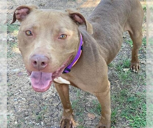 Medium Photo #1 American Pit Bull Terrier Puppy For Sale in Waco, TX, USA