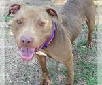 Small American Pit Bull Terrier