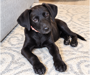 Mutt Dogs for adoption in Mooresville, NC, USA