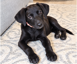 Della - Female Mutt Dog for Adoption - Small photo