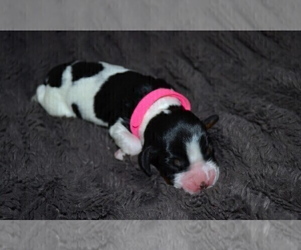 Medium Photo #3 English Springer Spaniel Puppy For Sale in LITCHFIELD, MN, USA