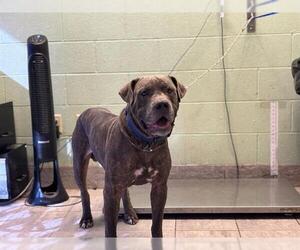 Mutt Dogs for adoption in Grand Prairie, TX, USA