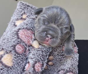 French Bulldog Puppy for sale in GLEN BURNIE, MD, USA