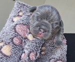 Image preview for Ad Listing. Nickname: Velour Jr