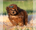 Small Photo #83 Poodle (Miniature) Puppy For Sale in WARSAW, IN, USA