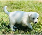 Small #5 German Shepherd Dog