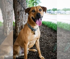 Black Mouth Cur-Rhodesian Ridgeback Mix Dogs for adoption in Euless, TX, USA