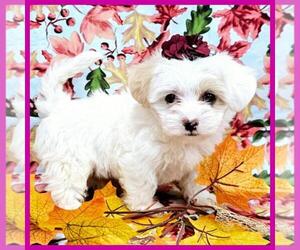 Maltipoo Puppy for sale in TAYLOR, TX, USA