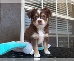 Small Photo #7 Miniature Australian Shepherd Puppy For Sale in RIVERVIEW, FL, USA