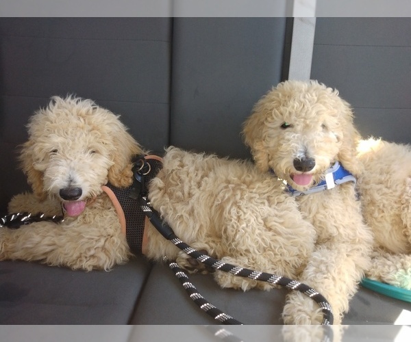 Medium Photo #1 Poodle (Standard)-Unknown Mix Puppy For Sale in CITRUS HEIGHTS, CA, USA