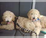 Small Photo #1 Poodle (Standard)-Unknown Mix Puppy For Sale in CITRUS HEIGHTS, CA, USA