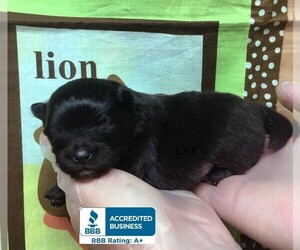 Pomeranian Puppy for sale in WINNSBORO, LA, USA