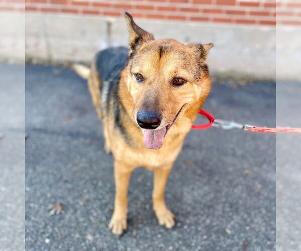 Medium Photo #3 German Shepherd Dog-Unknown Mix Puppy For Sale in Canton, CT, USA