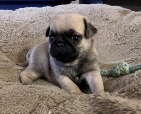 Pug Puppy for sale in FEDERAL WAY, WA, USA